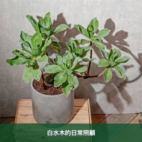 白水木如何繁殖|白水木養護指南：輕鬆種植白水木的技巧 